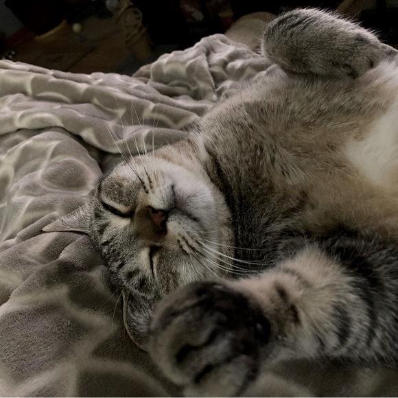 Meet your Posher, Abigail - Picture 1 of 1